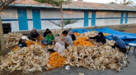 PLN Nusantara Power UP Tanjung Awar-awar memanfaatkan limbah pertanian jagung sebagai bahan campuran batu bara (co-firing) pada PLTU berkapasitas terpasang  2 X 350 MW di Desa Wadung, Kecamatan Jenu, Tuban