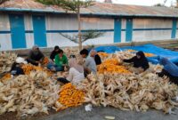 PLN Nusantara Power UP Tanjung Awar-awar memanfaatkan limbah pertanian jagung sebagai bahan campuran batu bara (co-firing) pada PLTU berkapasitas terpasang 2 X 350 MW di Desa Wadung, Kecamatan Jenu, Tuban