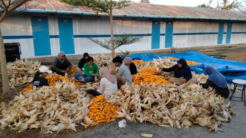 PLN Nusantara Power UP Tanjung Awar-awar memanfaatkan limbah pertanian jagung sebagai bahan campuran batu bara (co-firing) pada PLTU berkapasitas terpasang  2 X 350 MW di Desa Wadung, Kecamatan Jenu, Tuban